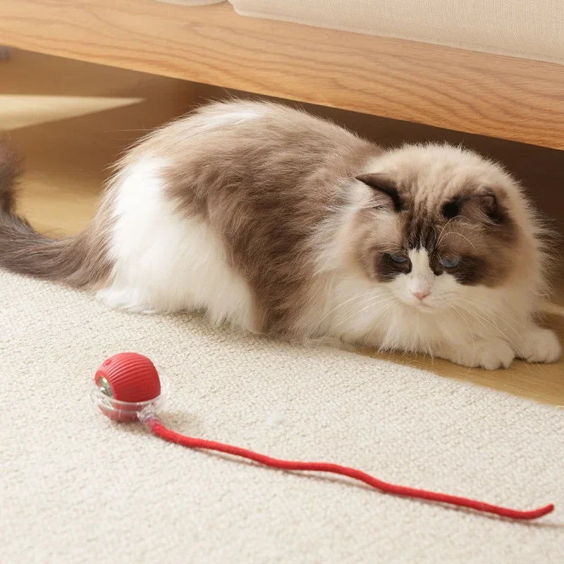 Interactive Ball Cat Toy Collection 